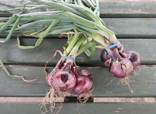 Onions - Red (Own Grown)