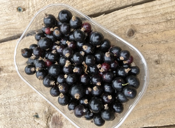 Blackcurrants
