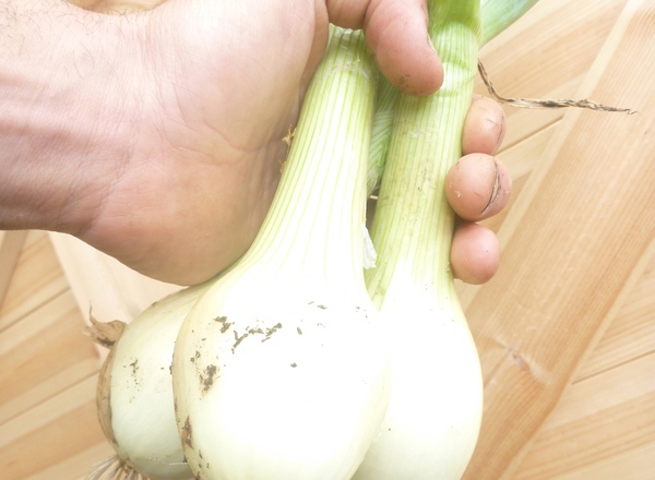 Green onions