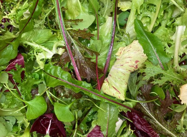 Mixed Salad Leaves - 100g