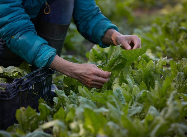 Vegetable Bag