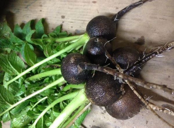 Radish- Black Spanish