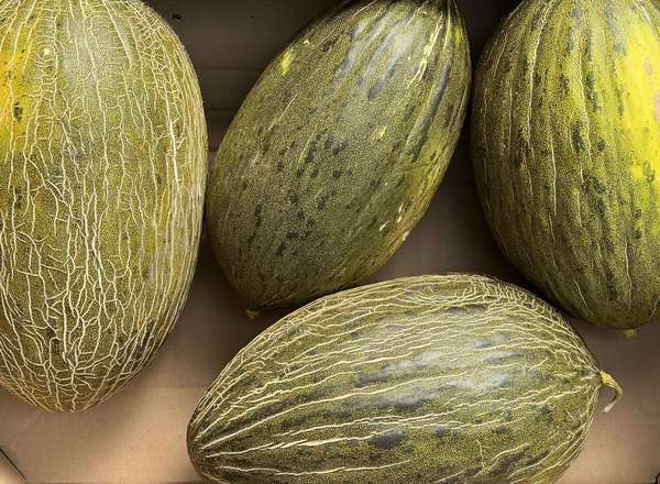 Melon Piel de Sapo