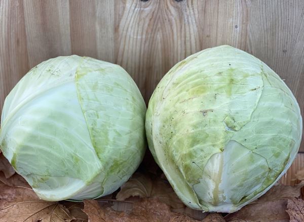 Cabbage, White - approx 1kg