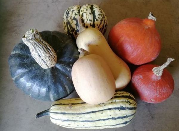 Squash Box- 5kg