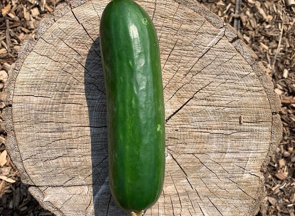Cucumber