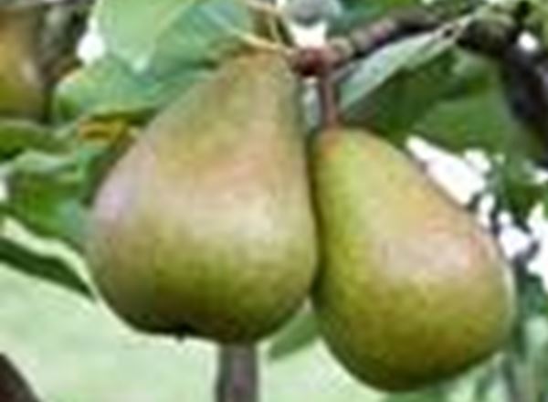 Pear - Black Worcester (cooking)