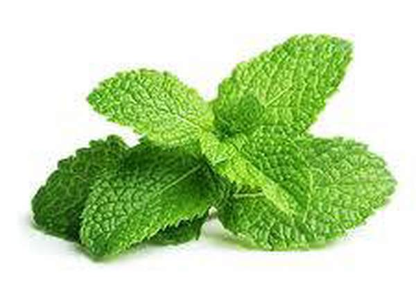 Mint, garden
