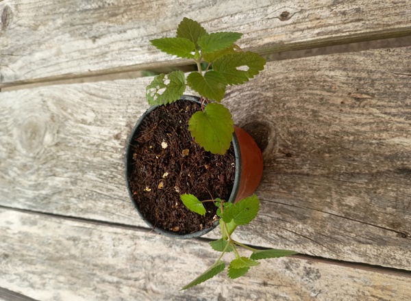 (Potted x1) Lemon Balm - Small (Own Grown)