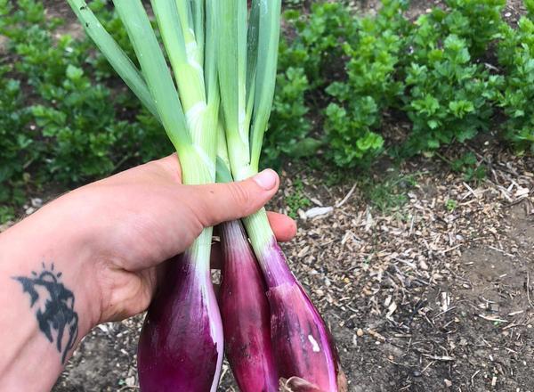 Red Florence Onions