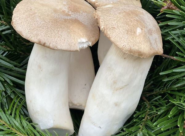 Mushrooms, Eryngii - approx 200g - Organic
