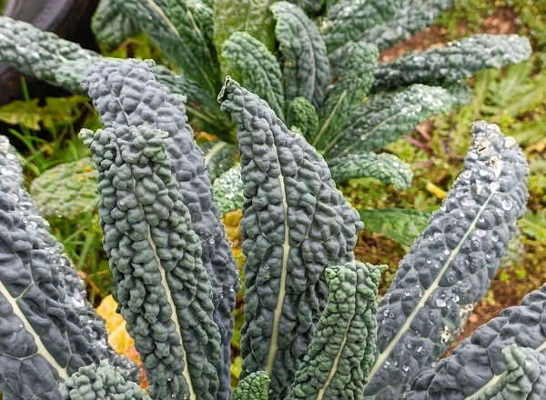 Cavolo Nero Kale