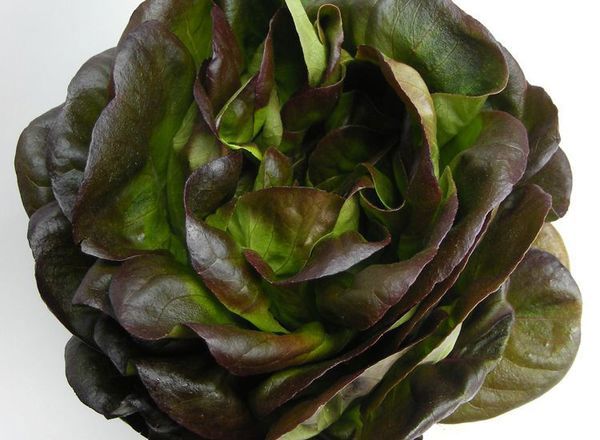 Organic Lettuce
