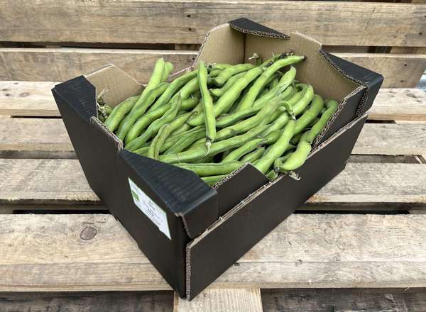 Organic Broad Beans