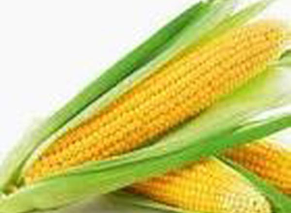 Sweetcorn Organic