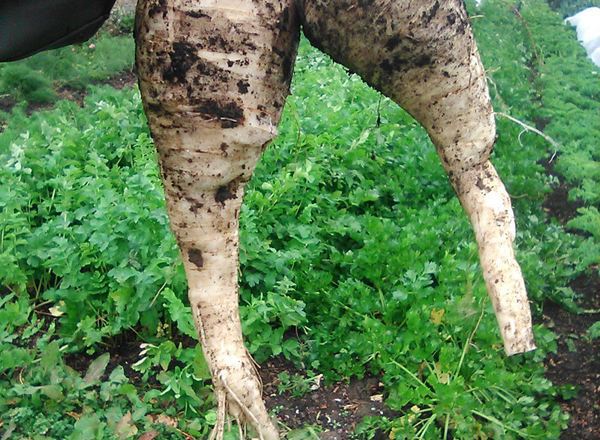 Parsnips  1kg