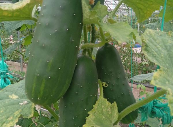 Cucumber