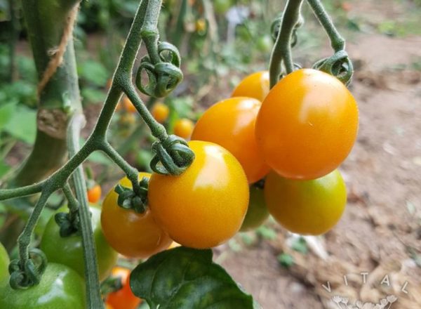 Tomato (Santium Sunrise)