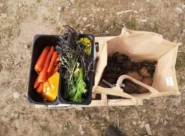 Medium Veg Bag