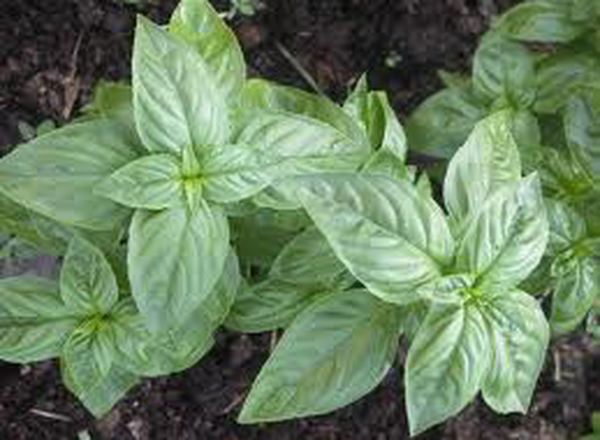 Basil Fresh (Own Grown) (25g)