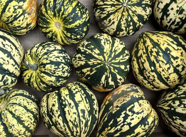 Squash: Harlequin
