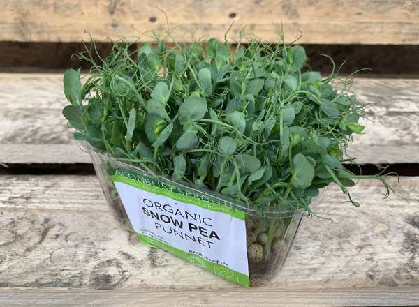 Microgreens - Snow Pea Shoots (Herefordshire, UK)