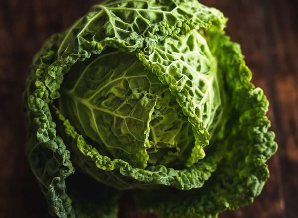 Cabbage savoy (Devon)