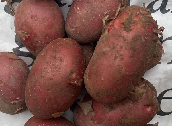 Potatoes - Red - Mixed Varieties (UK)