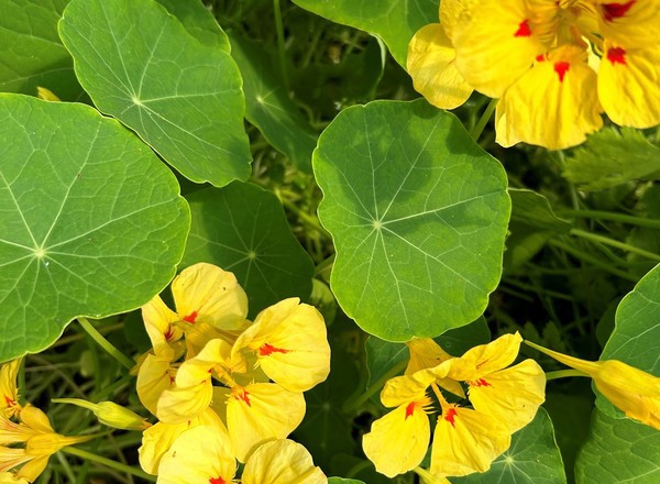 Edible Nasturtium Flower Punnet