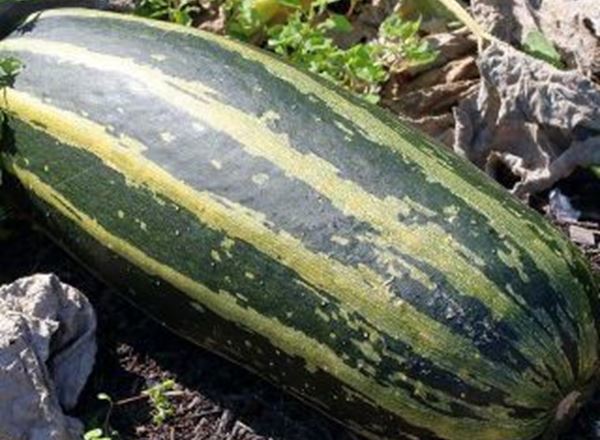 Marrow