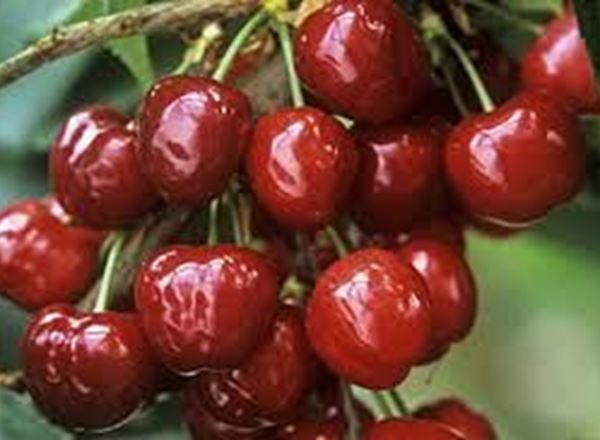 Cherries 200g (Own Grown)