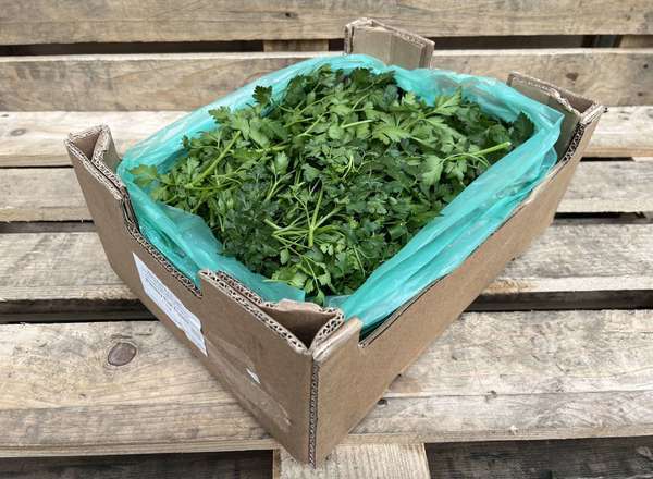 Organic Parsley Flat Loose