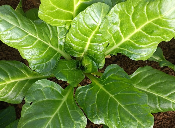 Spinach beet