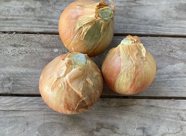 Yellow Onion