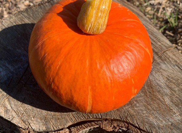 Seasonal Squash (0.8-1.2kg)