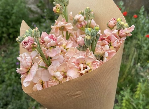 Stocks Posie