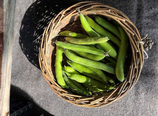 Broad Beans