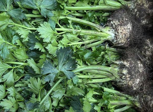 Celeriac - with tops (Devon, UK)