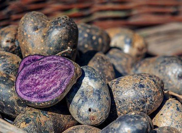 Potatoes - Blue - New Season (Suffolk, UK)