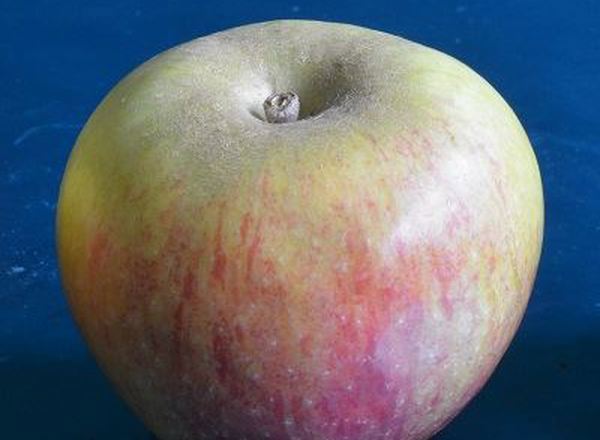 Apple: Early Windsor