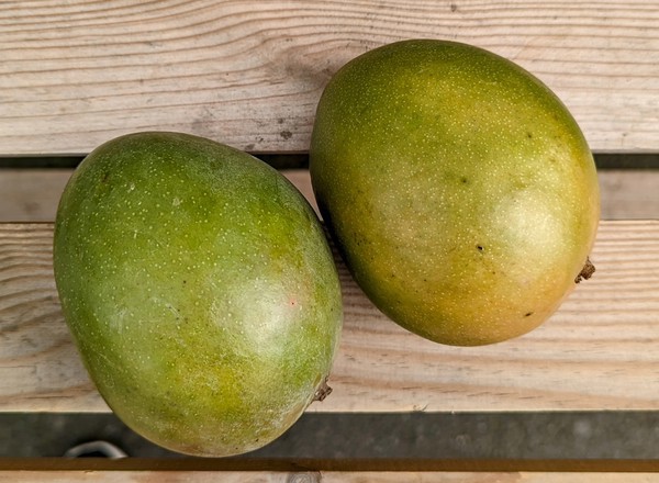 Mango