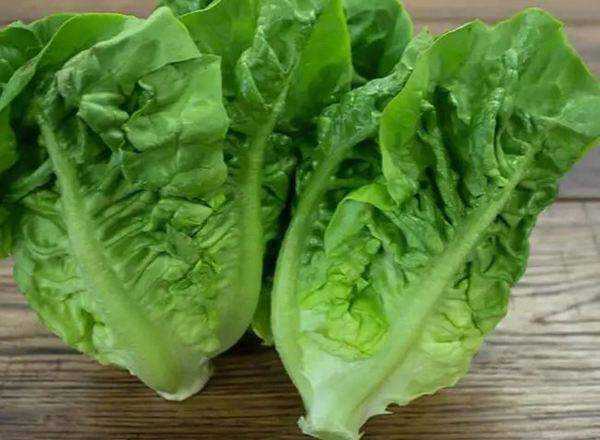 Lettuce - Little Gem EKG