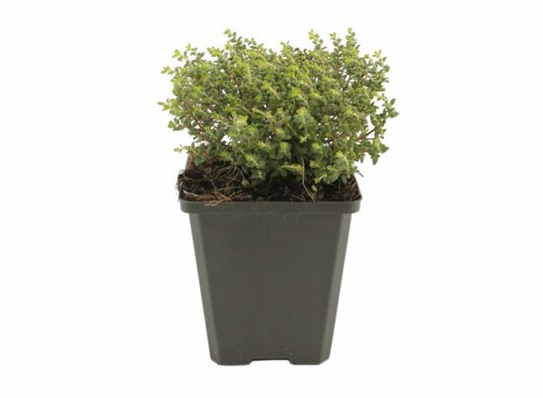 Thyme in a pot