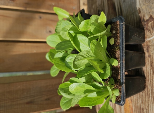 ( Plugs x6) Lettuce - Little gem Maureen(Own Grown)