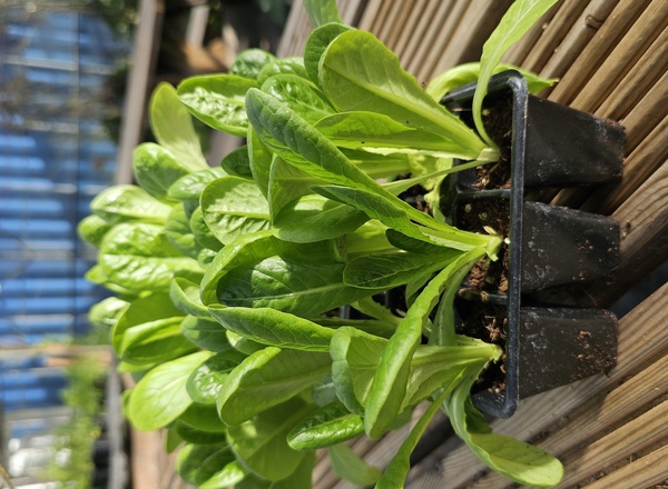 ( Plugs x6) Lettuce - Little gem Maureen(Own Grown)