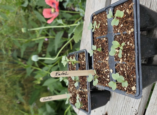 ( Plugs x6) Radish - Black Spanish Round(Own Grown)