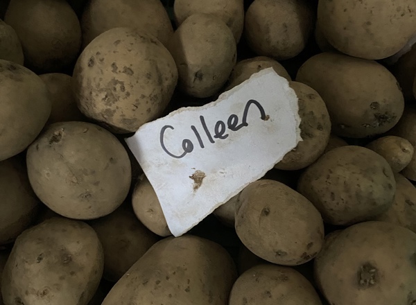 Seed Potato Colleen
