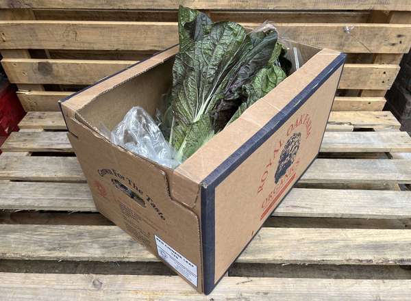 Cabbage: Chinese Red
