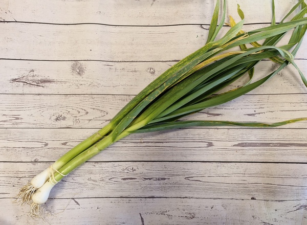 Green Garlic
