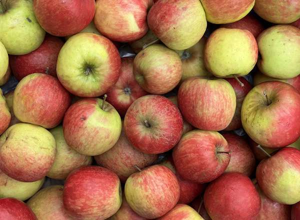 Apples - Falstaff (Herefordshire, UK)